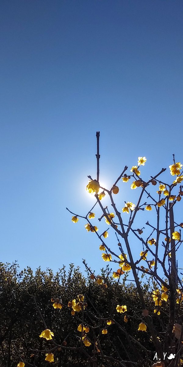 yumeasutw's tweet photo. お日様燦々☀️✨キーンと冷えた土曜日の朝💙
本日の最高/最低気温🌡️8℃/-2℃
晴れ☀️
お日様が高くなるにつれ西風が強まる予報です🌬️➰➰👕👖🍂
#いまそら #イマソラ
#青空 #bluesky
#sunshine
#空の名前
#ロウバイ #蝋梅 #心地良い香り
#花 #flower
#庭木
#a2021 #a0130 #a202101 #a2021015 https://t.co/XPaJ0EYRXI