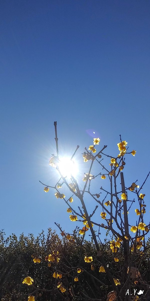 yumeasutw's tweet photo. お日様燦々☀️✨キーンと冷えた土曜日の朝💙
本日の最高/最低気温🌡️8℃/-2℃
晴れ☀️
お日様が高くなるにつれ西風が強まる予報です🌬️➰➰👕👖🍂
#いまそら #イマソラ
#青空 #bluesky
#sunshine
#空の名前
#ロウバイ #蝋梅 #心地良い香り
#花 #flower
#庭木
#a2021 #a0130 #a202101 #a2021015 https://t.co/XPaJ0EYRXI