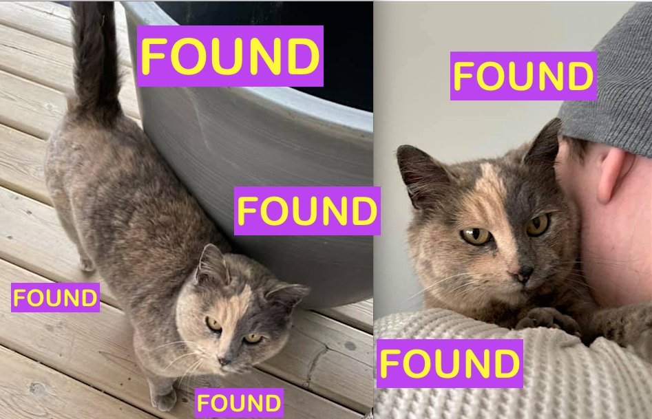 Friendly diffuse Tortoiseshell Cat FOUND in <a href="/CopperwoodLeth/">Copperwood</a> WEST - Been around for week or so: facebook.com/LethbridgeAndA… Please RT #YQL