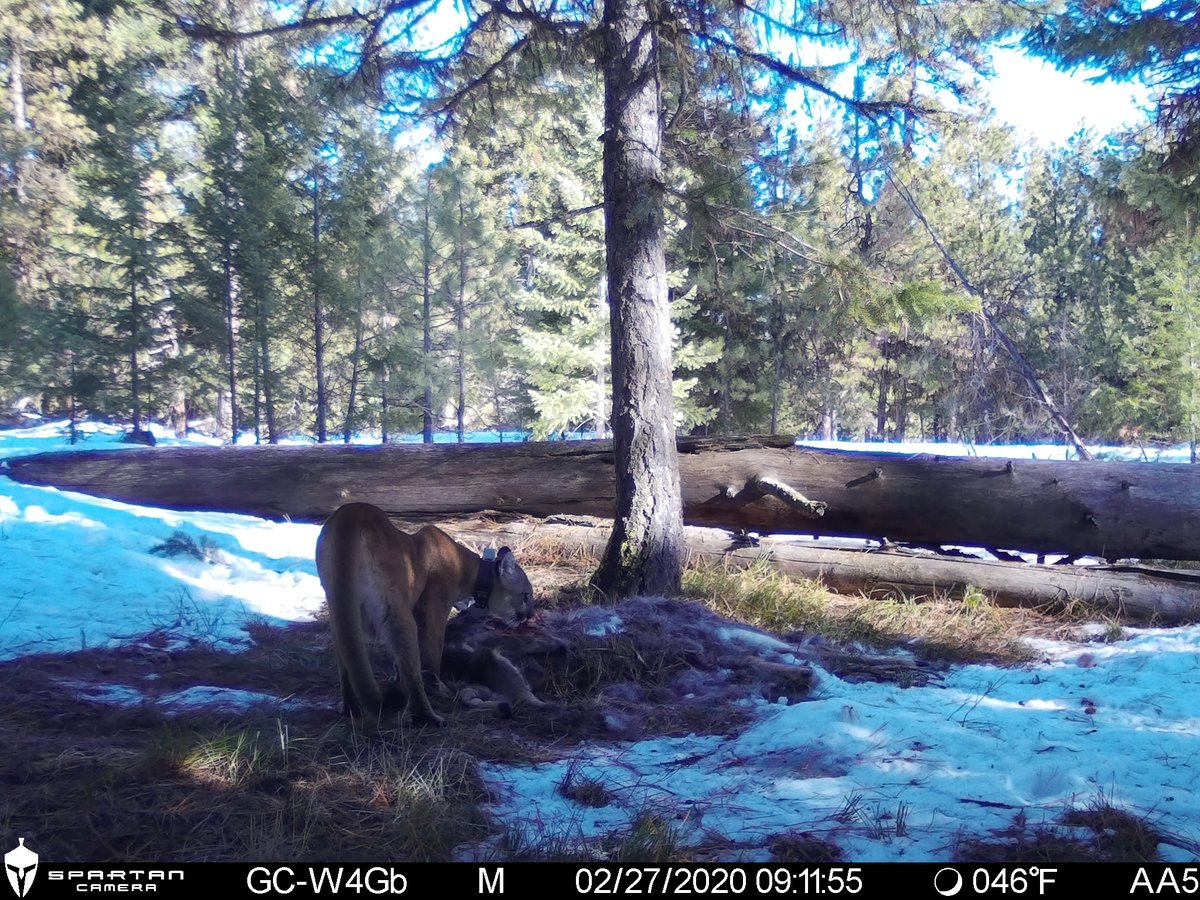 Here is the cougar that arrives. Typically coyotes don't stick around, but somehow we got these audacious coyotes at one carcass (the first few videos) that pestered a cougar and eventually got access to the carcass. Surely group size influences this interaction.