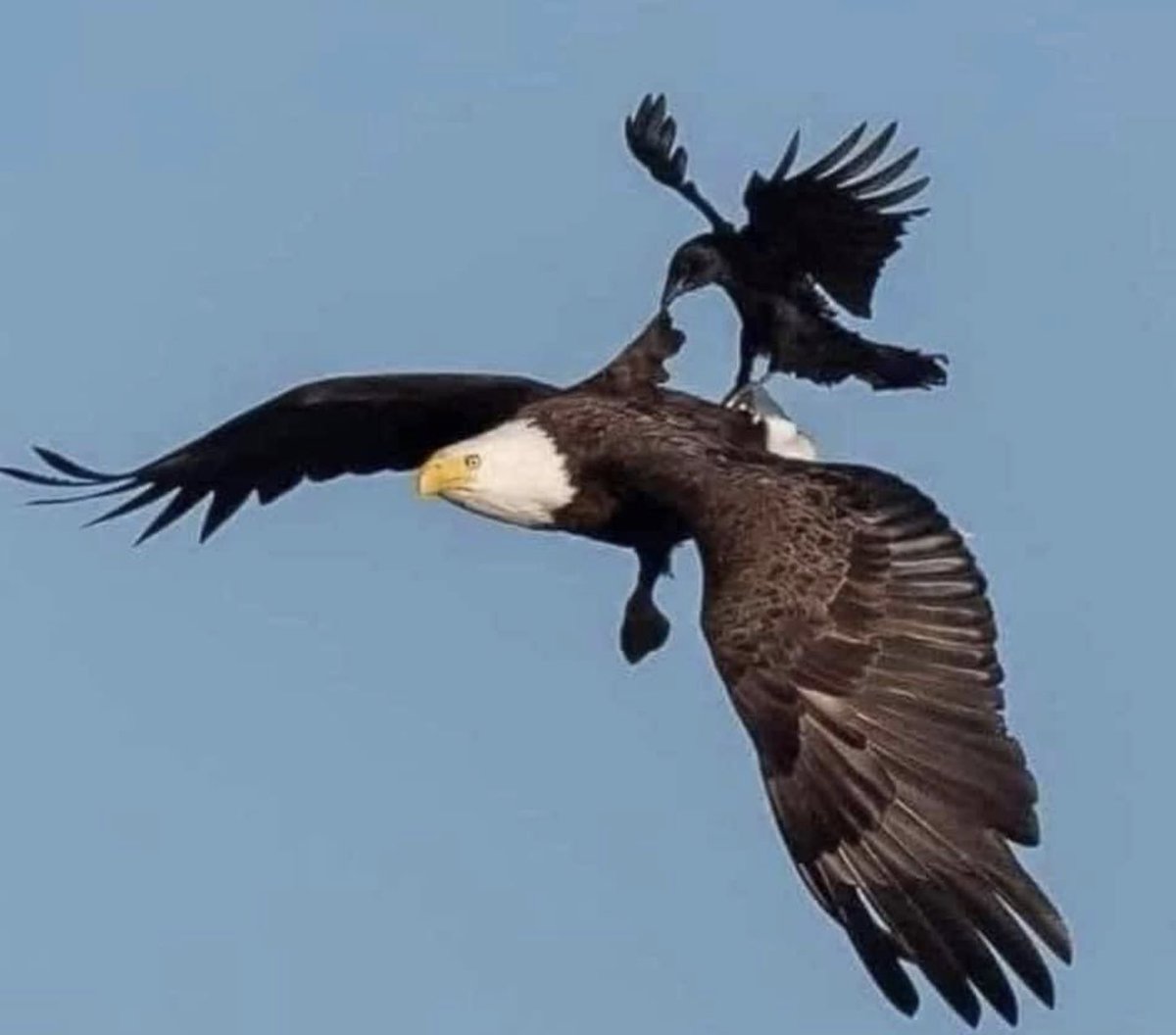 GracianRefugio's tweet photo. Take the doubters to heights they’ve never been. Not many can handle that type of commitment and fortitude.
#ChampionshipsArentForEveryone
#KeepFocused
#LeadWithoutFear
@SoniaLlamas @JerryAlmendarez @DrFrankMiranda @DrRenaeBryant @LorenaRubio123 @PrincipledF https://t.co/SxDbTvHKUO