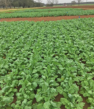 Progress of Carinata Research in the Panhandle dlvr.it/RrdjYK