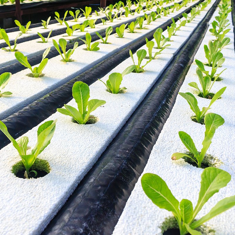 AquacultureMag's tweet photo. Permalon® cross laminated, alloyed polyethylene pond liners are manufactured to exacting standards and provide superior performance in almost any environment. #ReefQuality #pondliners #pond
https://t.co/ZbzkjyBzea https://t.co/MpC9XgHzHb