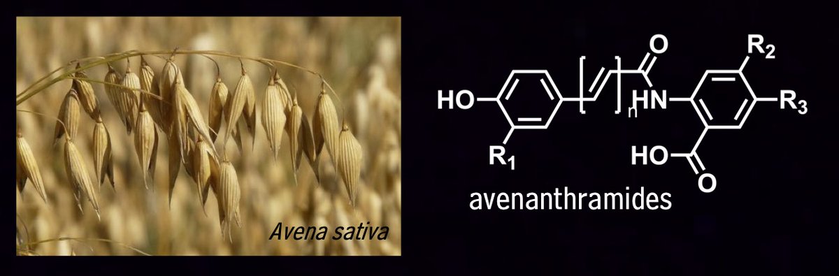 Happy #PhytochemicalFriday! Today: avenanthramides - phenolic alkaloids from oats (Avena sativa). These anti-itch compounds are abundant in colloidal oatmeal - the reason oatmeal baths can help provide relief from, for example, chicken pox!