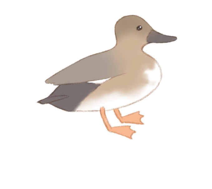 オカヨシガモのtwitterイラスト検索結果 オカヨシガモのtwitterイラスト検索結果
