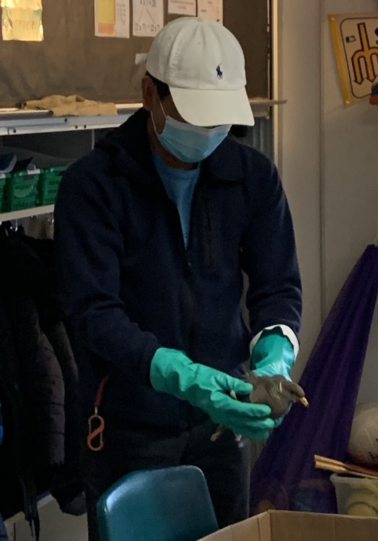 Mr. Silver (our daytime custodian) to the rescue! Saving the young pigeon who surprised a class of students by coming in the window during a math lesson! Great “excitement” ensued....😳🤣😊 The pigeon is recovering at the wildlife shelter. <a href="/RoyStibbs43/">Roy Stibbs Elementary School</a> @pali_mann