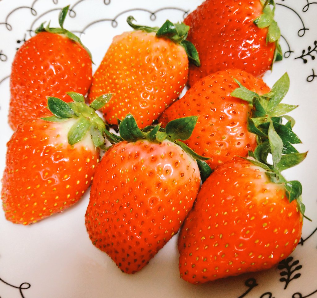 猫はネコ tweet media