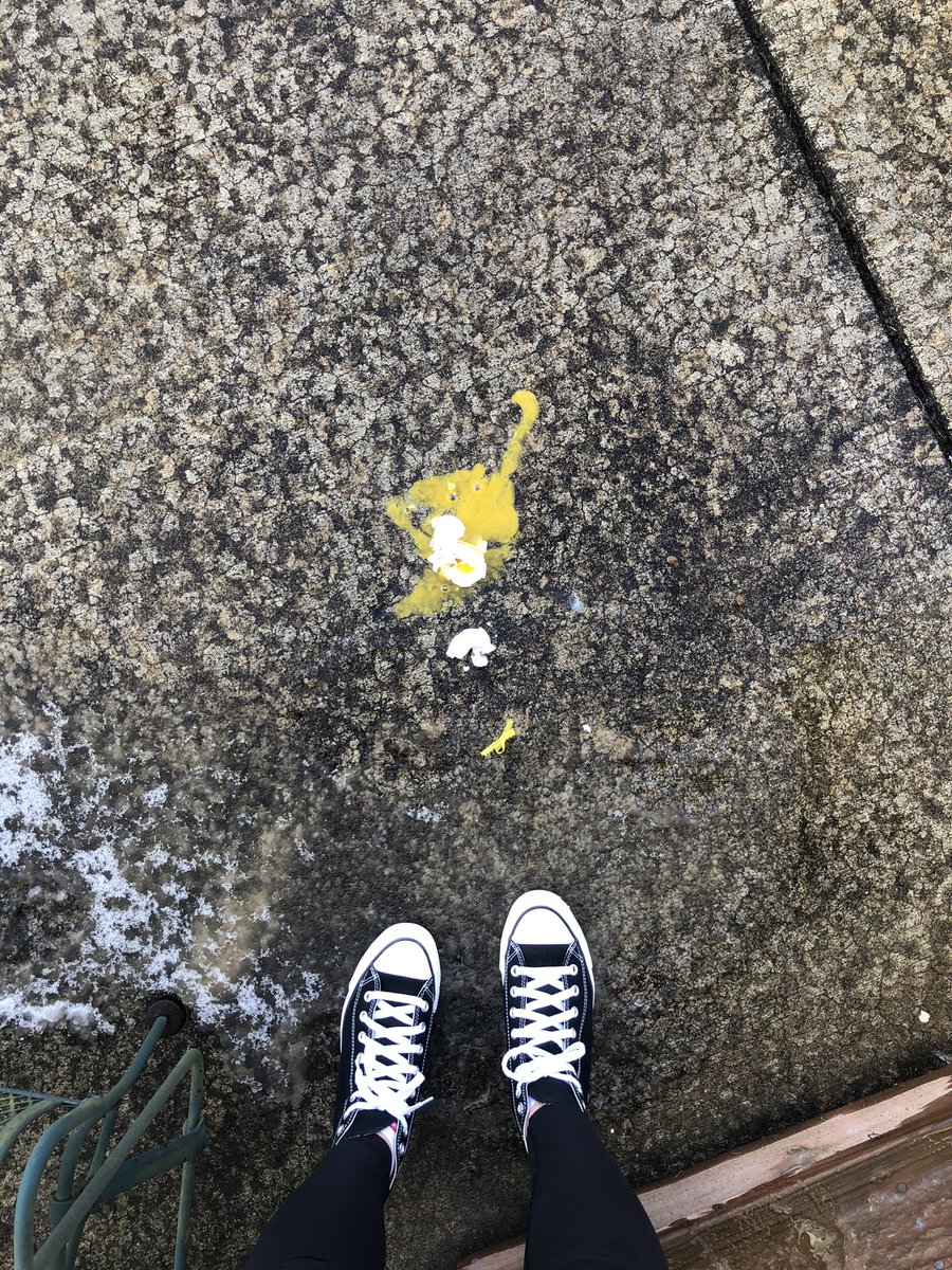l_hoffmann15's tweet photo. Meggan said goodbye to her friends today #eggbabieskoch https://t.co/OPUBSHVBz5