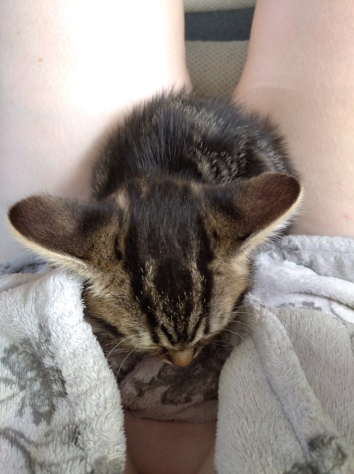 Sorry, your leads are inaccessible due to a sleeping kitten. https://t.co/2tb52BQAOq