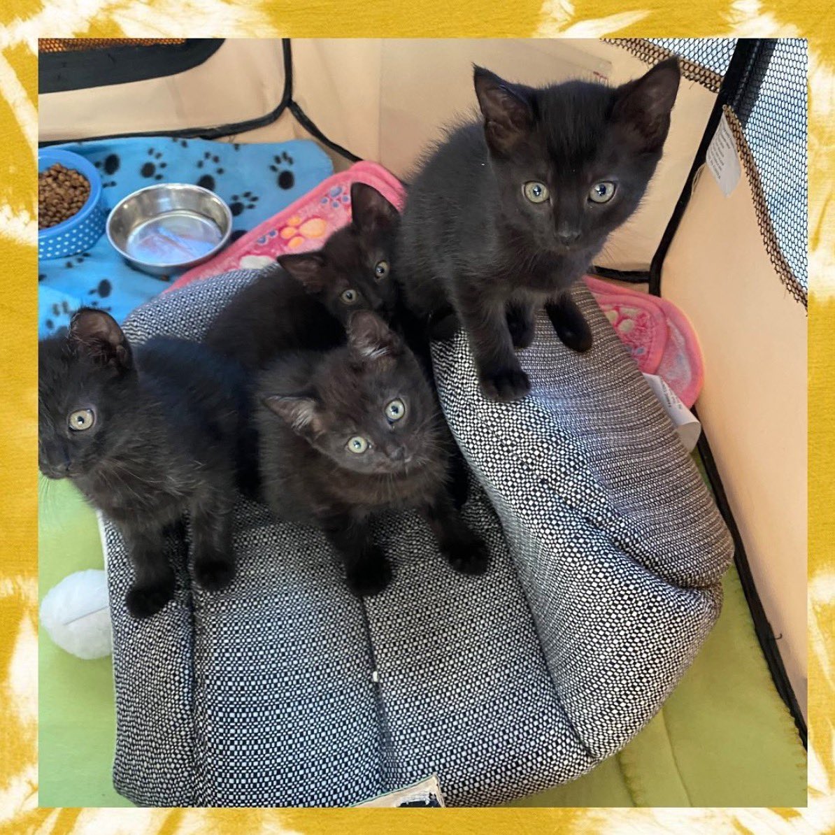 Meet our new foster squad- Mando, Grogu, Bo-Katan &amp; Fennec. THIS IS THE WAY.