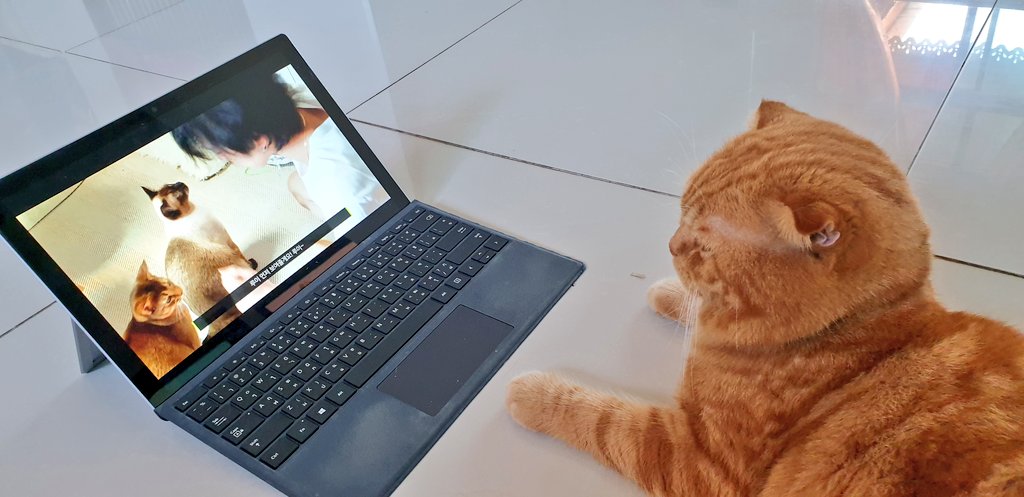 p_lyan24's tweet image. เห็นเขาโดนเช็ดตาคือลุกหนีเลย แมวมะชอบ🤣 #KitTENCamReact