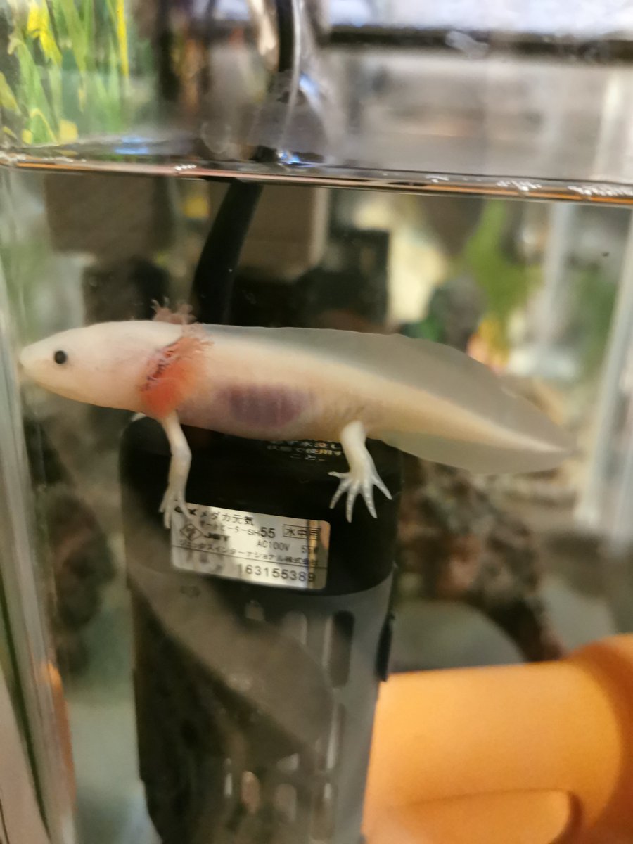 ま ᴗ うちのウパさんはヒーターが好きなのね お家に来て2週間 ウーパールーパー ま ᴗ うちのウパさんはヒーターが好きなのね お家に来て2週間 ウーパールーパー
