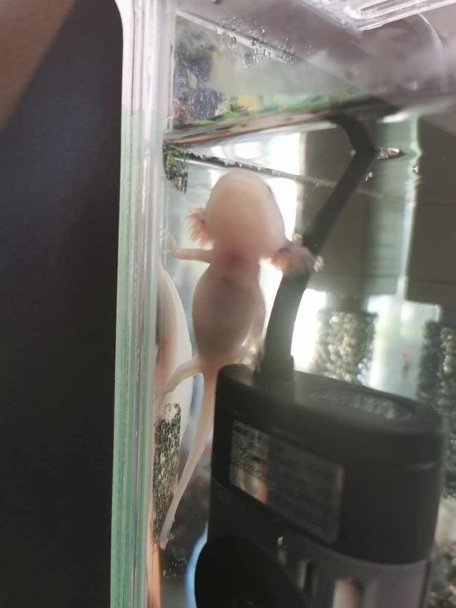 ま ᴗ うちのウパさんはヒーターが好きなのね お家に来て2週間 ウーパールーパー ま ᴗ うちのウパさんはヒーターが好きなのね お家に来て2週間 ウーパールーパー