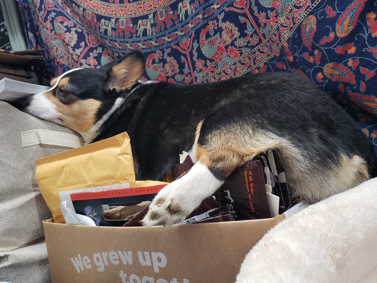 lucithecorgi's tweet image. 