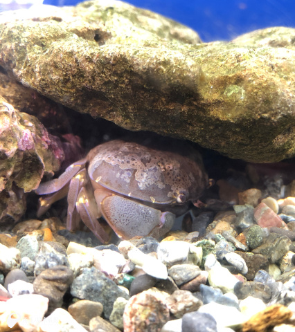 スベスベマンジュウガニ 毒性