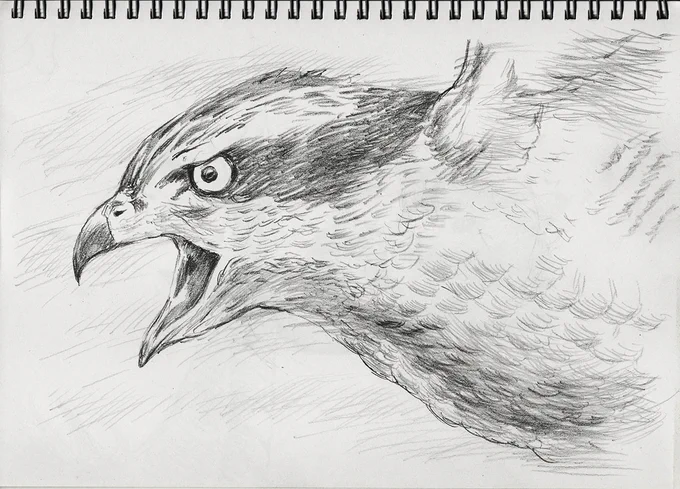 お絵描き教室の生徒さんがタカを描こうとして諦めて「鷹って何?」と言いだしたのでタカを描いてみました!#鉛筆画 #宮前区 #動物画 #お絵描き教室 #鷹 #絵描きさんと繋がりたい #イラスト好きな人と繋がりたい 