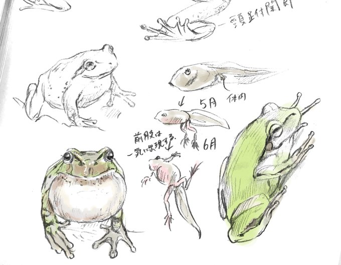 二ホンアマガエルのtwitterイラスト検索結果 二ホンアマガエルのtwitterイラスト検索結果