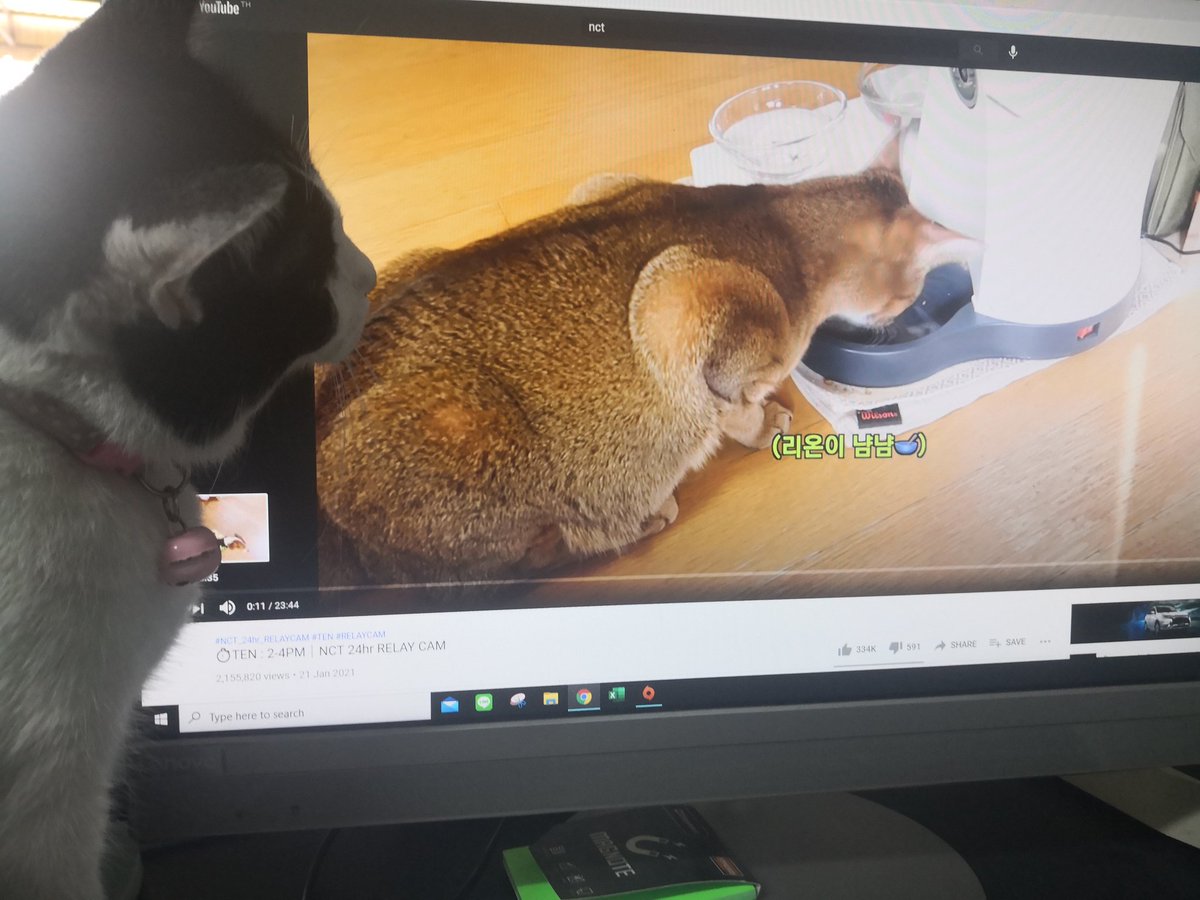 _sheepnchip's tweet image. 🤔 #KitTENCamReact