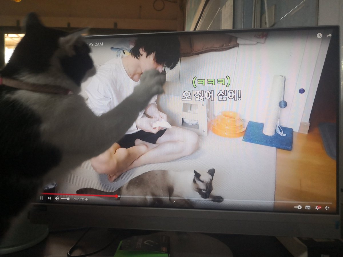 _sheepnchip's tweet image. 🤔 #KitTENCamReact