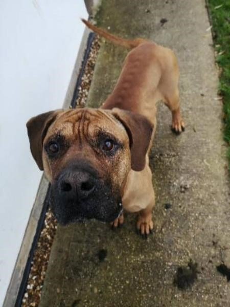 AdoptionsUk's tweet photo. Please retweet to help Clyde find a home #Lincolnshire 🇬🇧

Friendly but nervous Mastiff Cross aged 6 looking for quiet experienced, adult home as only pet with a large garden. See details or please share to help?👇

https://t.co/dtha8OPO76
#dogs #pets #Saturday #animals #England https://t.co/yynei6O9rM
