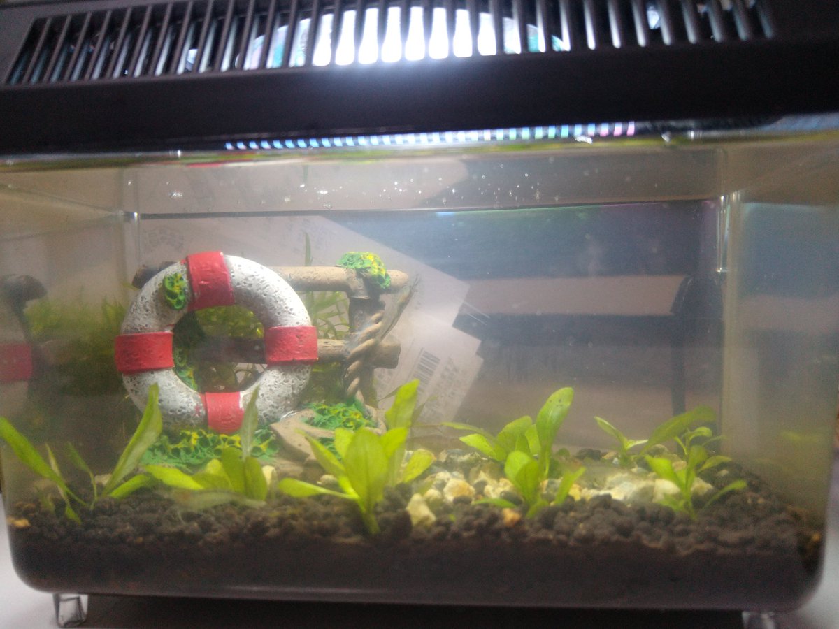 ルーシアン 虫かご水槽の水草がやりたい放題になっていたのでスッキリさせてみた ケンミジンコとミナミヌマエビしかいないけどね もう一個のボトアクアはレッドラムズホーンの産卵しまくった卵除去 卵産みすぎで困るね ボトル アクアリウム ルーシアン 虫かご水槽の水草がやりたい放題になっていたのでスッキリさせてみた ケンミジンコとミナミヌマエビしかいないけどね もう一個のボトアクアはレッドラムズホーンの産卵しまくった卵除去 卵産みすぎで困るね ボトル アクアリウム