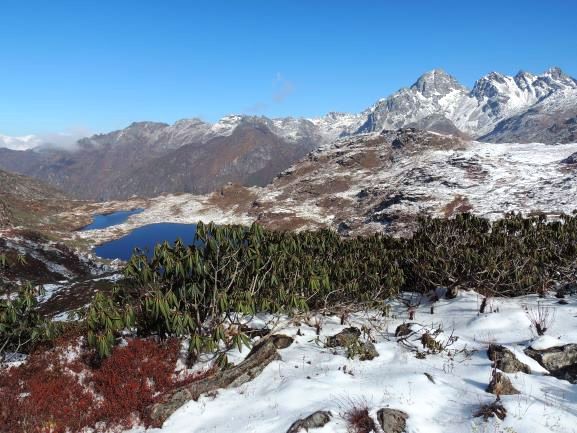 shwetabasnett's tweet image. Our new paper explains that "Phenology determines leaf functional traits across Rhododendron species in the Sikkim Himalaya" @atree_org 
link.springer.com/article/10.100…
#Alpinebotany #Himalaya #Phenology #leaftraits #Rhododendron #Sikkim