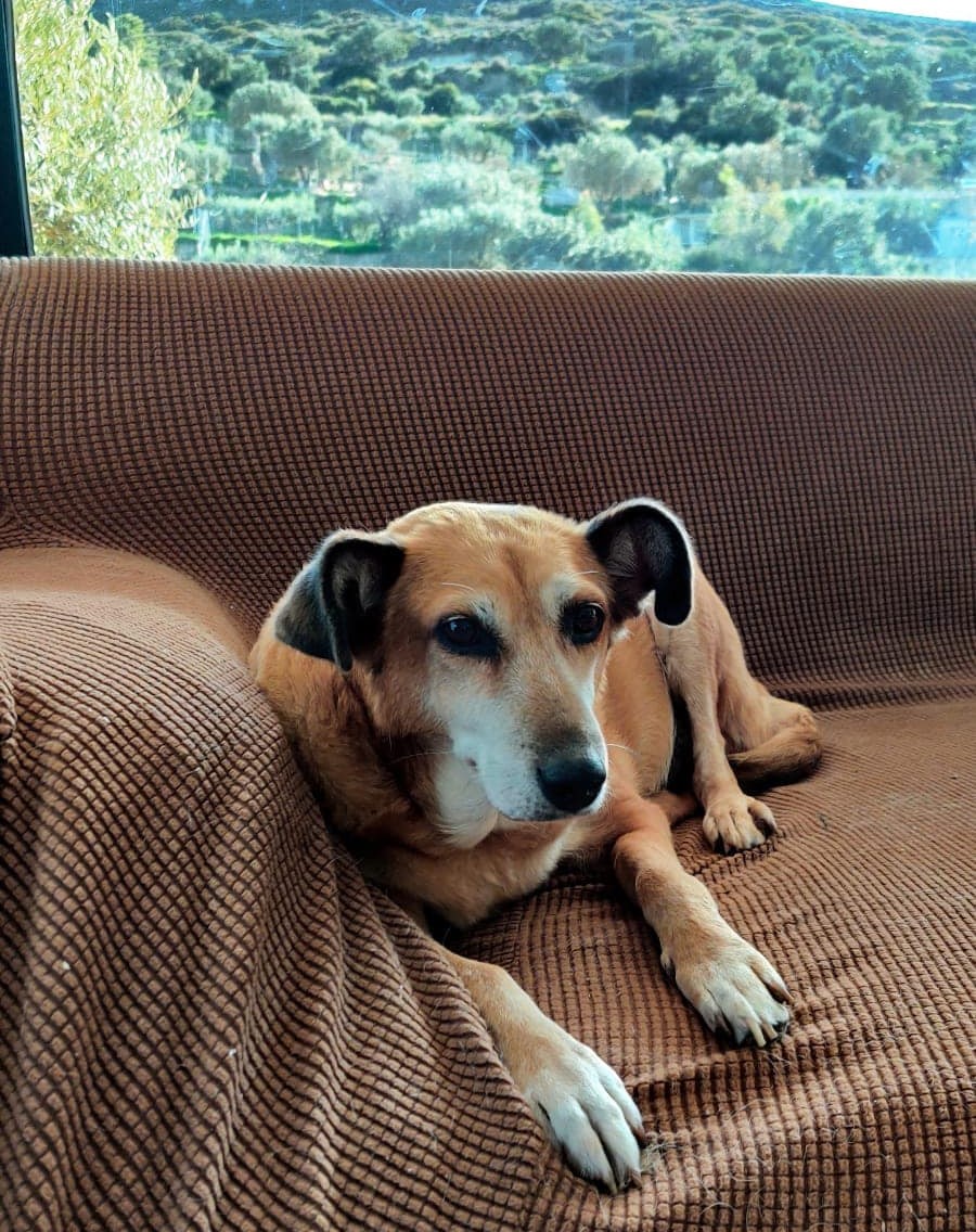 Good morning from Lady! She is very old with cancer. She was in the streets with cancer and a broken leg and now she is very happy inside my house! Καλημέρα από την Lady!