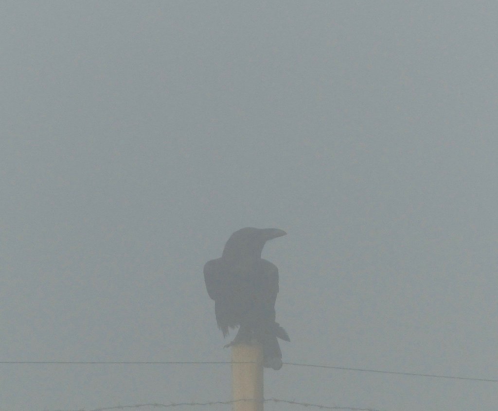 Say hello to the raven.