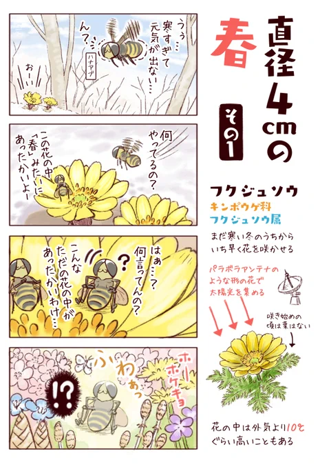 わいるどらいふっ!第186種
花から蜜が出ないフクジュソウ。しかし冬ならではの戦略で虫を呼びこみます。 