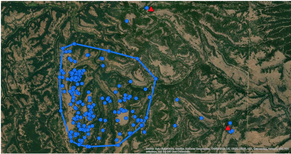 It does happen. Here is the well-defined home range of a resident coyote that made two directed forays from it's home range for two distinct cougar kill sites. The movements were 2.2 km and 3.6 km from the nearest perimeter home range.