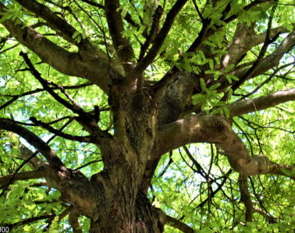 Gavin92301729's tweet photo. I used to think an essay was supposed to be like a pyramid, a very strict format with not much freedom. I now know an essay is like a tree. It can branch off in any direction and lead to deeper exploration and greater discovery. #zapfv https://t.co/YUxtgntY5L