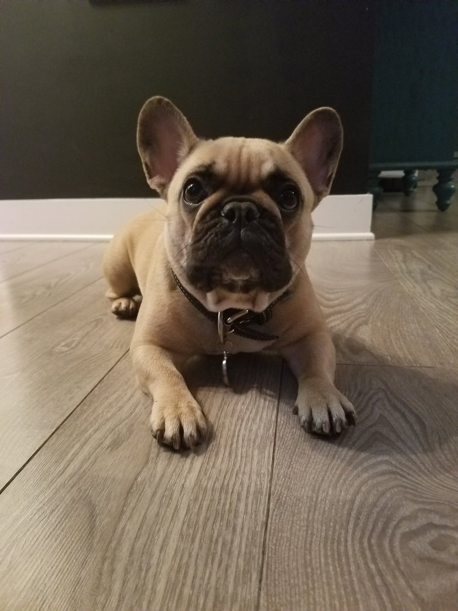 RoselineMoreauDionne tweet media