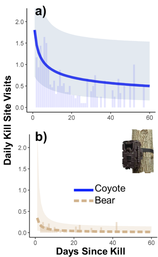 I forgot about the camera monitoring data. Here you can see that coyote visitation rates declined on camera as well on similar time frame of ~30 days. Bears also didn't scavenge nearly as much as coyotes. This along with lack of attraction was surprising given previous research