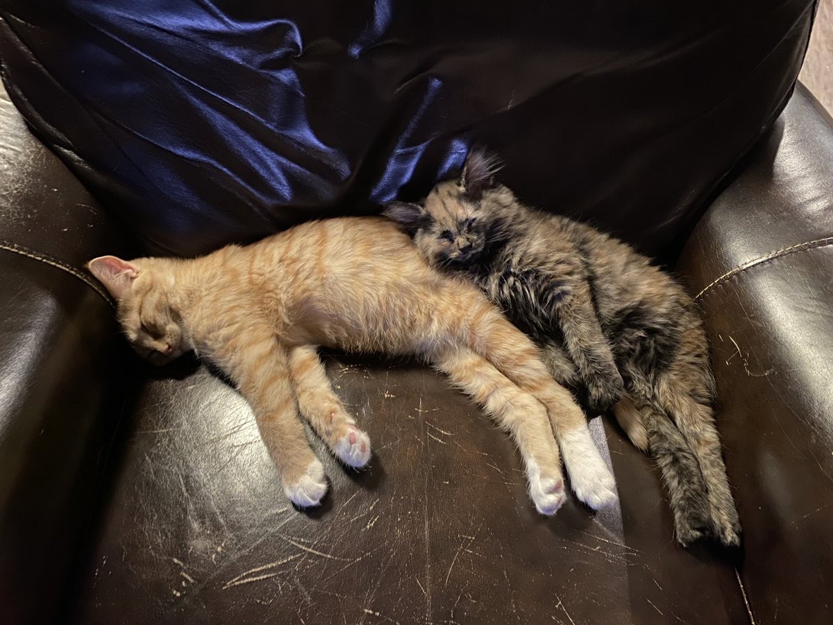 Susan Shearer tweet media