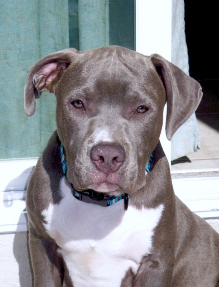 DanceCubed's tweet photo. RIP Triton 💔
When you get a dog you know that no matter how much time you get with them it'll never be enough. It will also be one of the best relationships you'll ever have. Companionship, no judgment, unconditional love. You'll forever live in my memory. https://t.co/RTy6k5L7G8