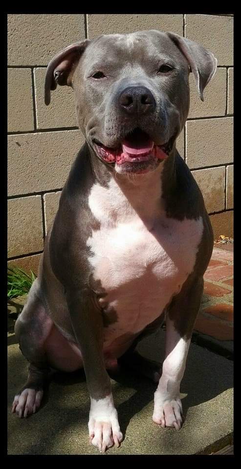 DanceCubed's tweet photo. RIP Triton 💔
When you get a dog you know that no matter how much time you get with them it'll never be enough. It will also be one of the best relationships you'll ever have. Companionship, no judgment, unconditional love. You'll forever live in my memory. https://t.co/RTy6k5L7G8