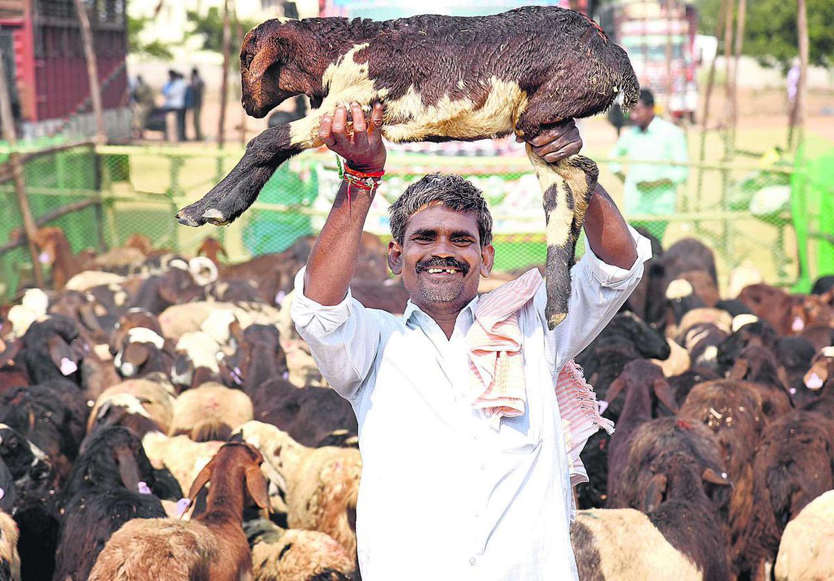  #Sheepdistribution  Initiated for the upliftment of Yadava/Golla/Kuruma families in the state. • Gave 75L+ sheep to 3.6L+ families.• 48.51+ % increase in sheep population • Revenue Generation - ₹6169Cr(11/n) @KTRTRS  @YadavTalasani