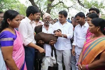  #Sheepdistribution  Initiated for the upliftment of Yadava/Golla/Kuruma families in the state. • Gave 75L+ sheep to 3.6L+ families.• 48.51+ % increase in sheep population • Revenue Generation - ₹6169Cr(11/n) @KTRTRS  @YadavTalasani