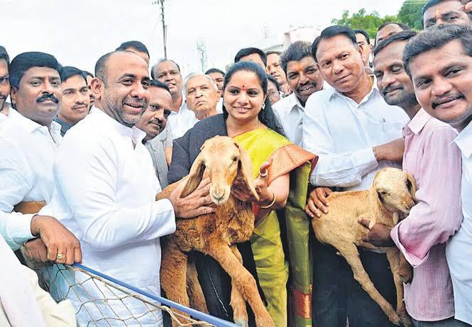  #Sheepdistribution  Initiated for the upliftment of Yadava/Golla/Kuruma families in the state. • Gave 75L+ sheep to 3.6L+ families.• 48.51+ % increase in sheep population • Revenue Generation - ₹6169Cr(11/n) @KTRTRS  @YadavTalasani