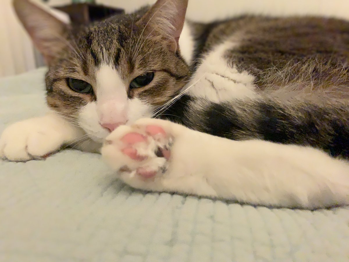 Feline Foursome 😻😹🙀😽 tweet media