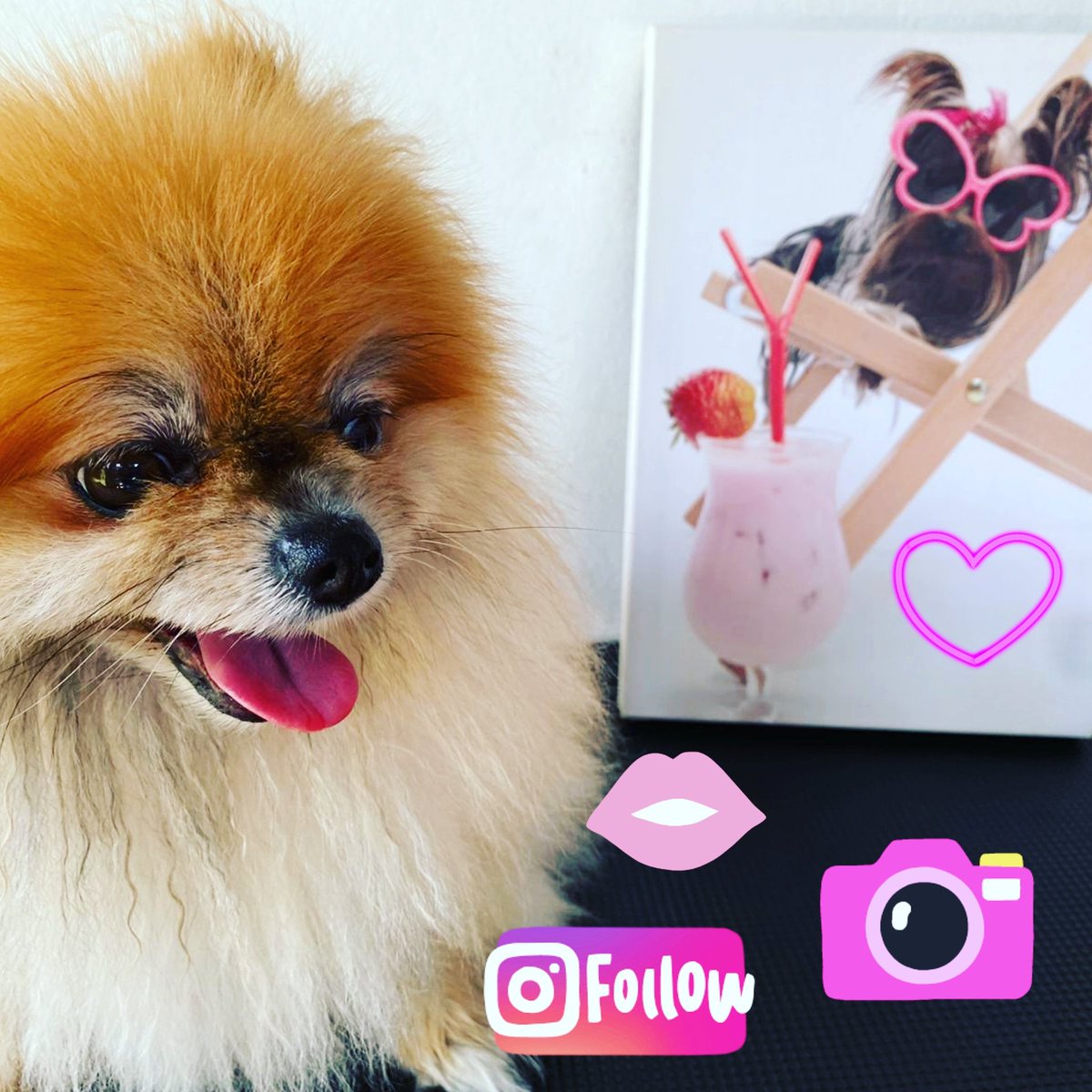 Lucy the Lovely Pomeranian before her Summer style and groom #dogs #doggrooming #sydney #concord #northstrathfield #rhodes #burwood #innerwest #ilovedogs