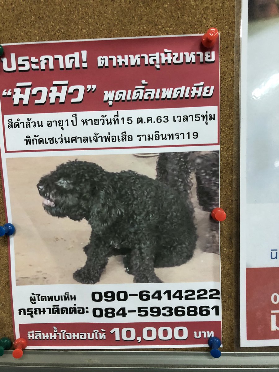 kp_Skp's tweet photo. ไหนๆก็แมสแล้ว ใครอยู่แถวนั้น หรือเคยเห็นน้องๆฝากด้วยนะคะ เราเจอประกาศจากรพ.สัตว์ เลยอยากกระจายค่ะ https://t.co/BcEpRraLSL