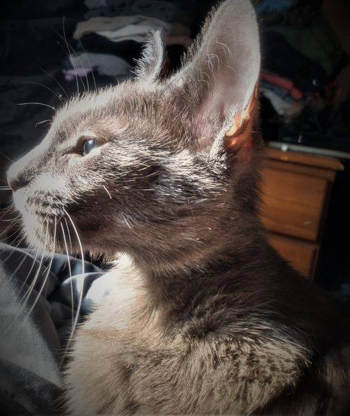 Melissa71400157's tweet photo. My Beautiful Rescue cat ABBY likes to hide her face when she goes to sleep . I find it so cute when she does that . #MichiganPets #PetsAreTheBest #PetsInPureMichigan #PureMichigan #Michigan #Cats & #Pets #RescuedCat #RescuedPet https://t.co/Bz4t6kTnb4