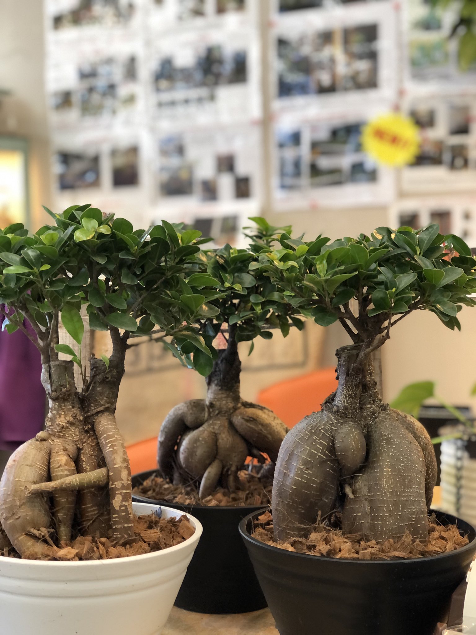 ファニープランツ リクエストにお答えして デカガジュマル入荷しました 高さ30cmほどです これが玄関に鎮座してると なんだかいい事ありそうな気がしますね Funnyplants 観葉植物専門店 栃木県小山市 ガジュマル インテリアグリーン 風水花