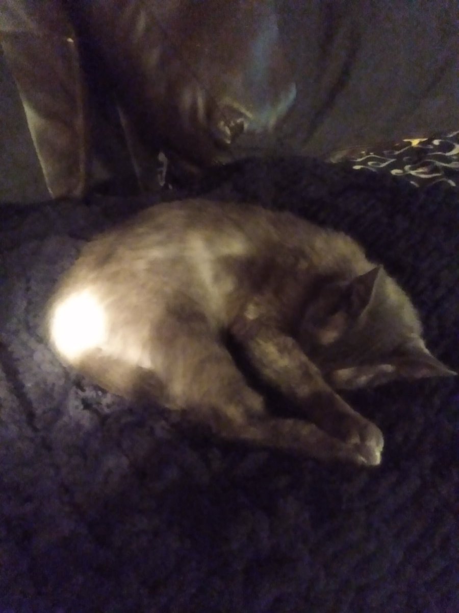 Melissa71400157's tweet photo. My Beautiful Rescue cat ABBY likes to hide her face when she goes to sleep . I find it so cute when she does that . #MichiganPets #PetsAreTheBest #PetsInPureMichigan #PureMichigan #Michigan #Cats & #Pets #RescuedCat #RescuedPet https://t.co/OyY6LTQi8R