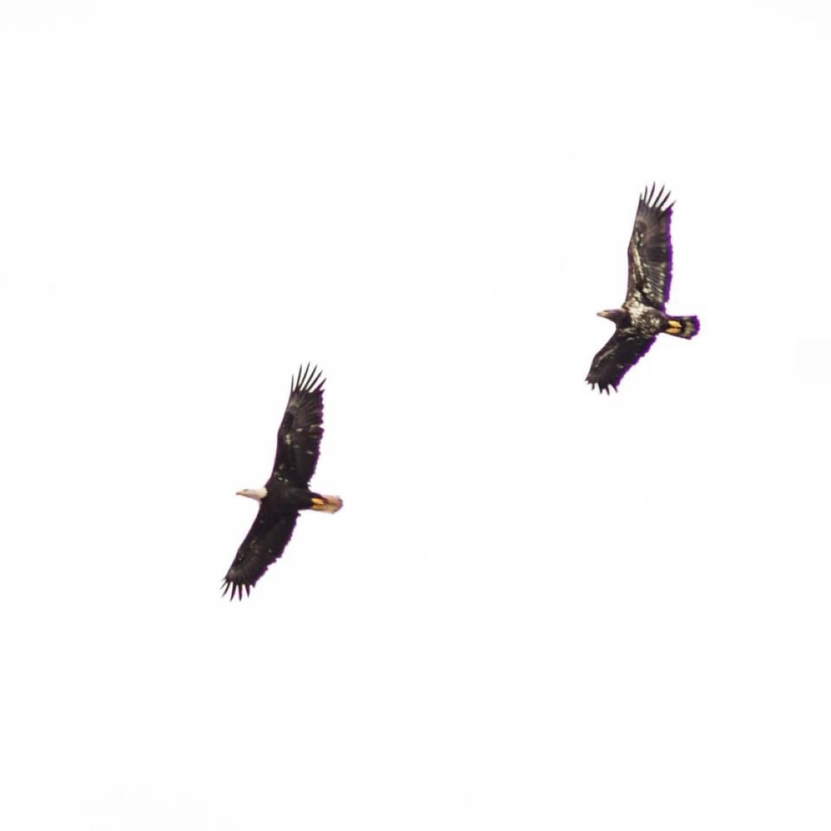 Greg_in_Osoyoos's tweet photo. Wildlife week in Osoyoos, BC
 #deer #osoyoosloop #destinationosoyoos #explorebc #canada #okanagan #globalbc #weather #mountains #lightroom #sony #landscape #winter #destinationbc #snow #bc #vineyards #wildlife #owl #birds #eagle #hawk https://t.co/9JgWDzwX7t
