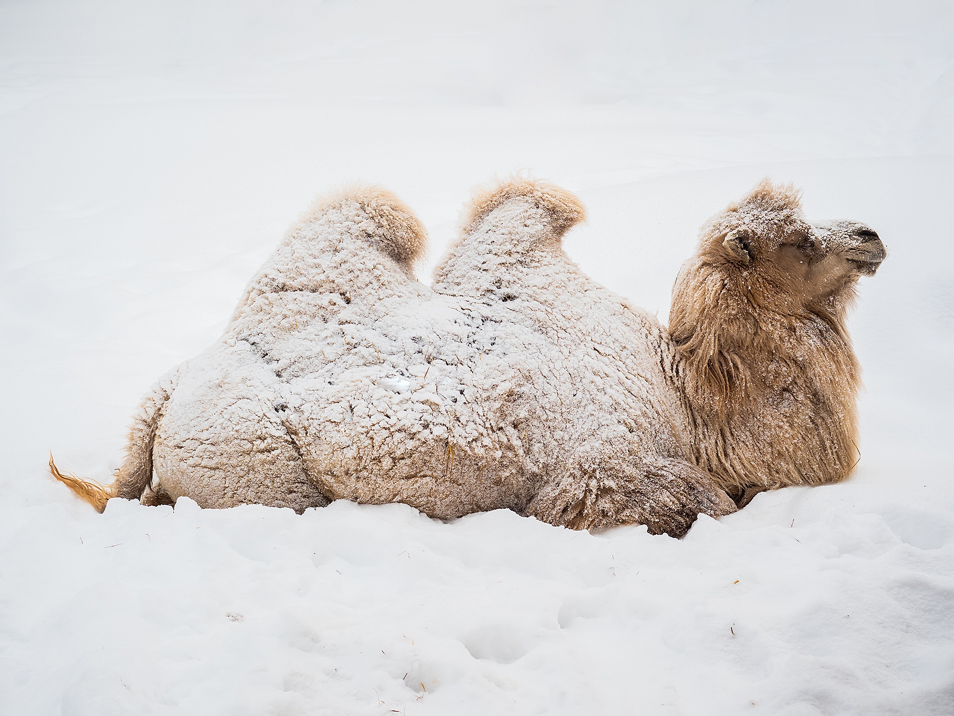 Обитатели снегов. Верблюд в снегу. Животные в снегу. Животные радуются снегу. Снежный верблюд.