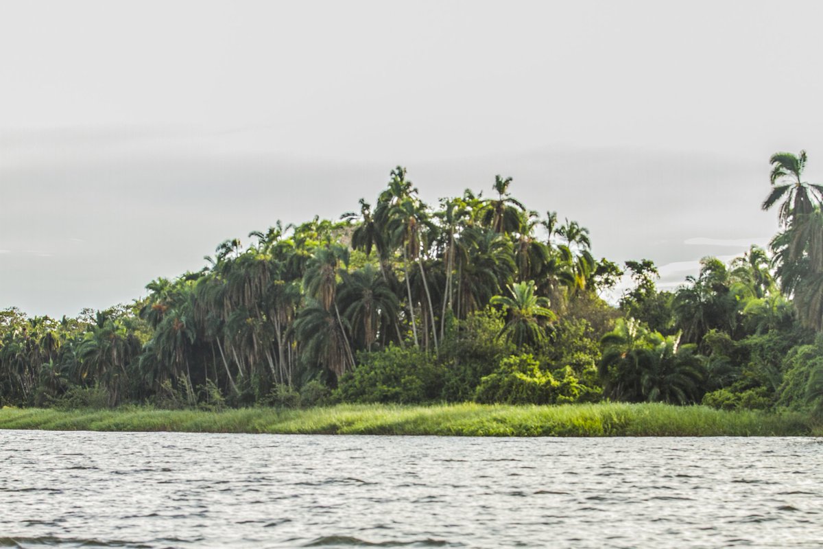 The landscape surrounding the Lake Ihema in @AkageraPark.  Among them; there is the amazing #ruzizitentedlodge, palm trees, beautiful peninsulas and the bird heaven Nyirabiroyo island. 

Pictures taken on the boat trip.

#OurAkagera #VisitRwanda  #StaySafe #RwandaIsOpen #Africa