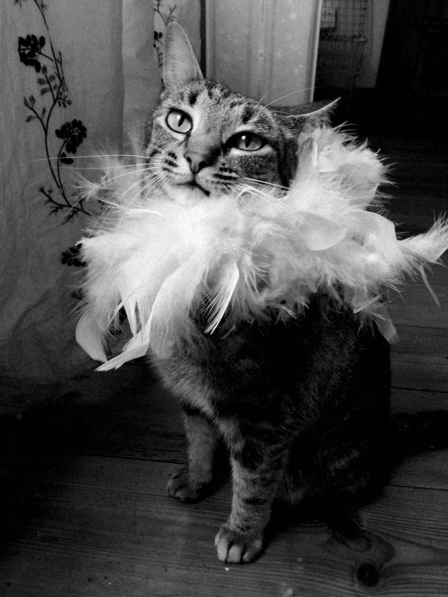 HannalieT's tweet image. #felinevibes #Caturday Saturday 😽