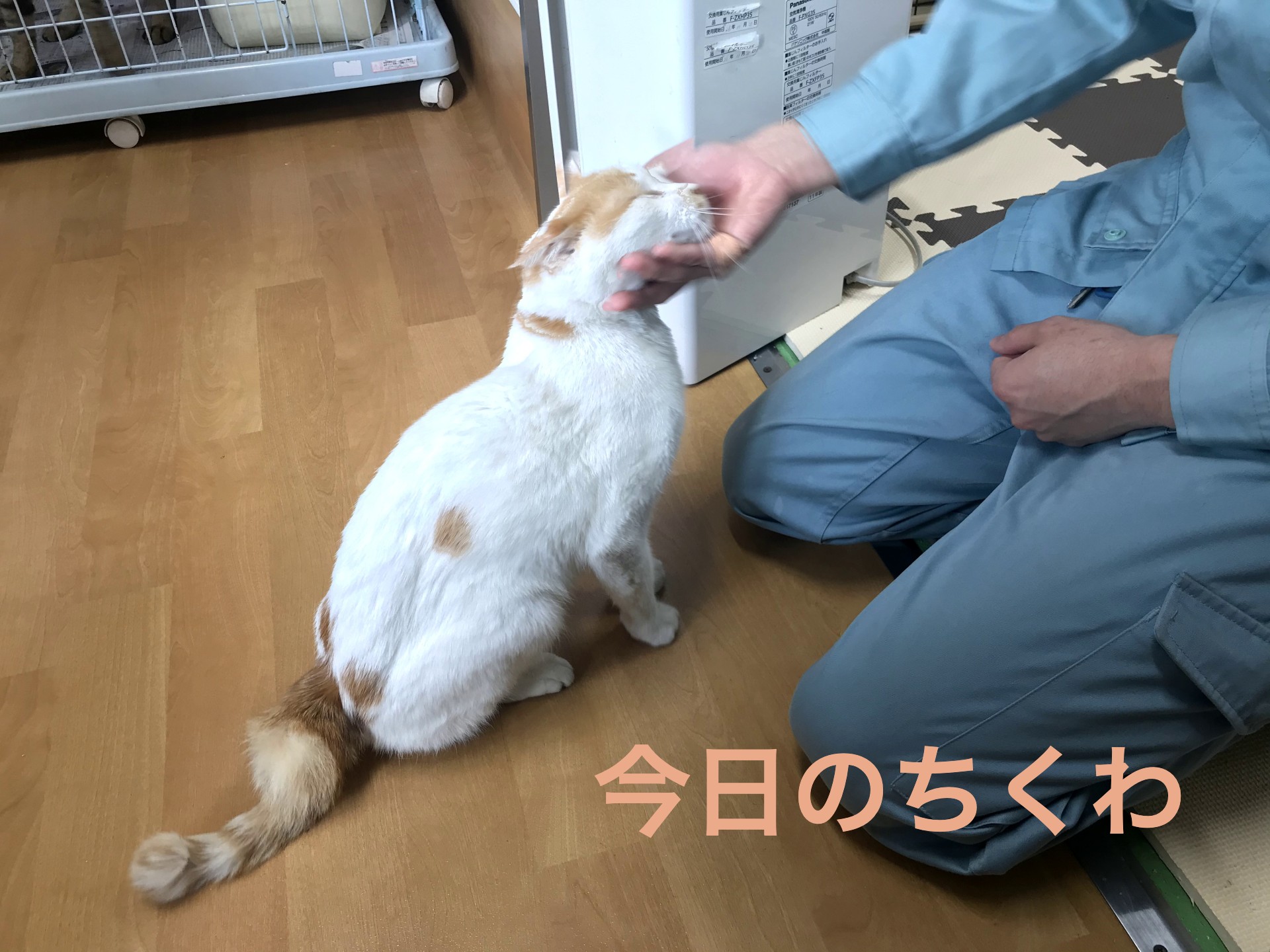 Kyoto Ani Love 京都動物愛護センター 今日のちくわ 今日のちくわの様子をyoutubeにて公開中 おばあちゃん猫なのでなかなか動きはありませんが 他の保護猫たちと楽しく暮らしています センター保護犬 ベス の動画も併せてご覧ください